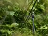 Anax Empereur